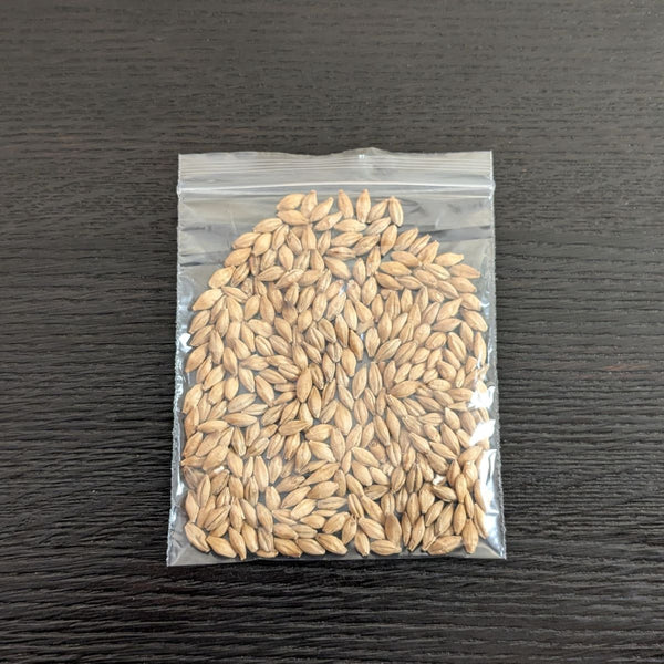 DECORATIVE MALTED BARLEY GRAINS