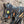 STALKING CAT WOODEN WALL ART