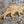 Stalking cat wooden wall art viewed at an angle