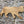Stalking cat wooden wall art viewed at an angle on a stone wall