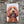 VINTAGE STYLE METAL SIGN (REPRODUCTION) COCKAPOO