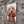 VINTAGE STYLE METAL SIGN (REPRODUCTION) COCKAPOO