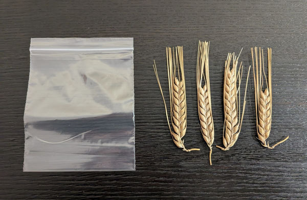 DECORATIVE BARLEY SHEATHS