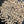 DECORATIVE MALTED BARLEY GRAINS