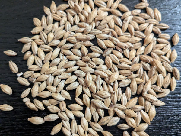 DECORATIVE MALTED BARLEY GRAINS