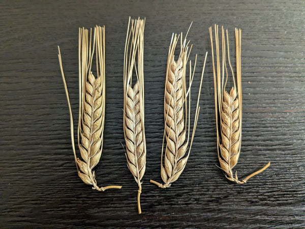DECORATIVE BARLEY SHEATHS