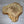 oak burr cat's paw display plinth